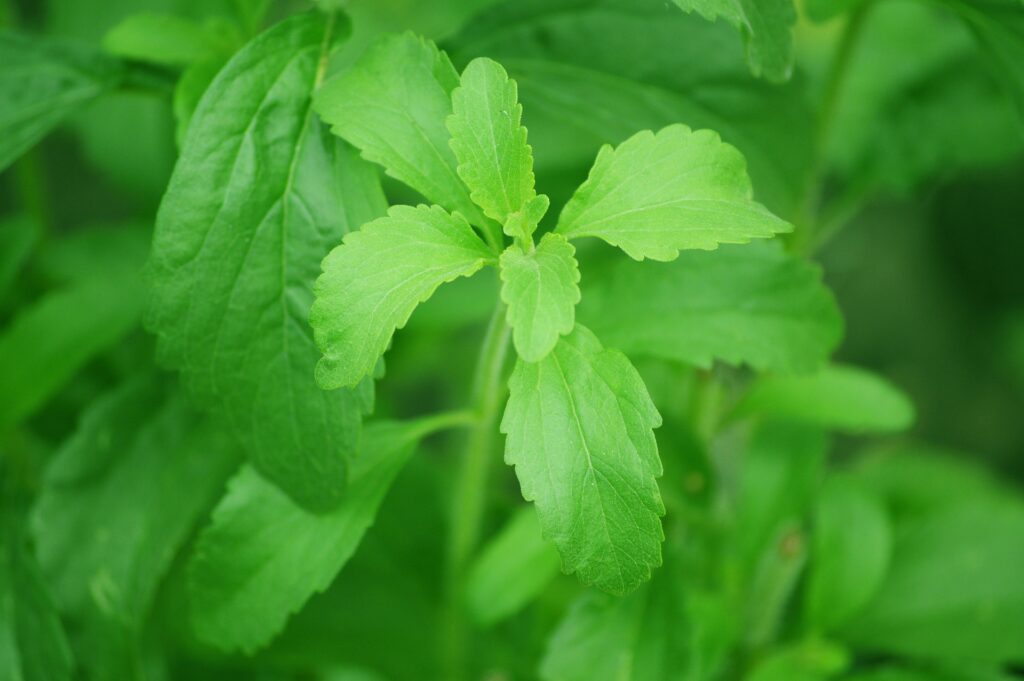 Stevia, Il dolce non dolce… La stevia.