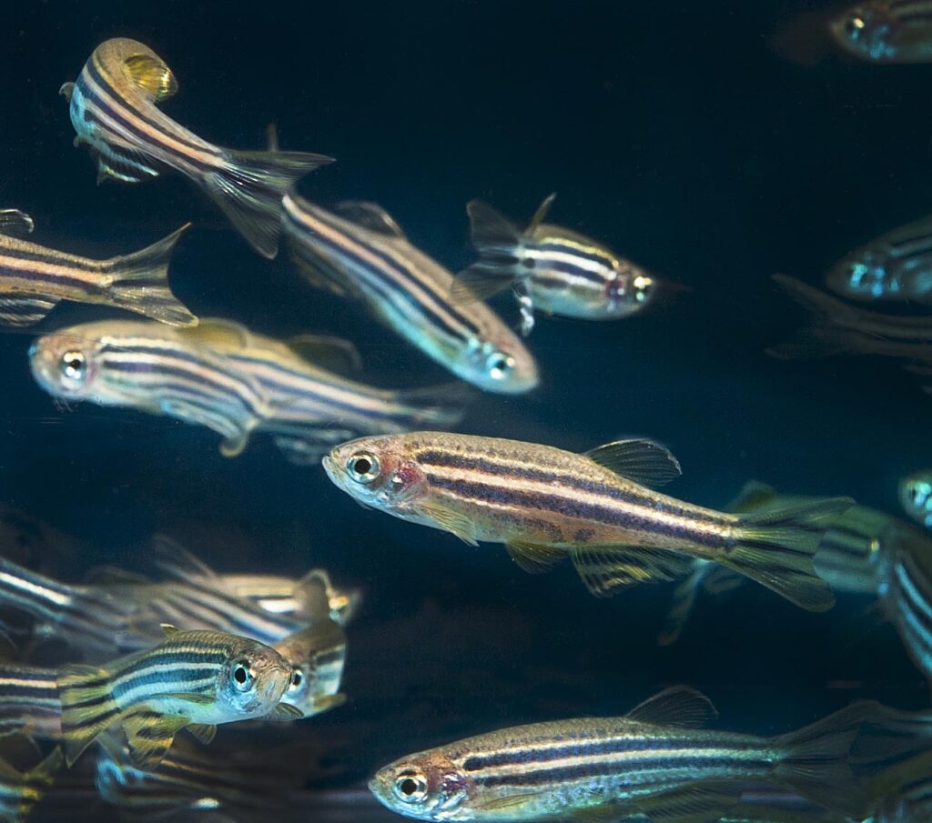 zebrafish, Il mistero di “CXCR4”