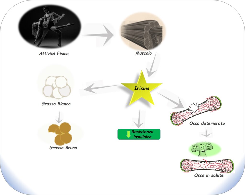 Irisina, IRISINA, una molecola nello spazio. Ecco che arriva come una “stella cadente” possibile cura per Osteoporosi e Sarcopenia.