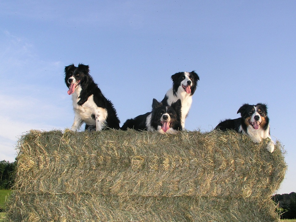 Nutrigenomica, La nutrizione dei cani secondo la nutrigenomica