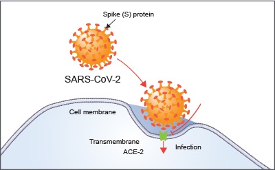 , Come il coronavirus SARS-CoV-2 entra nelle cellule