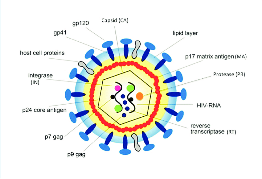 , Immunodeficienza acquisita da HIV