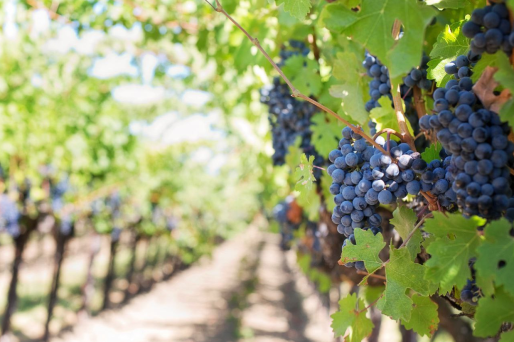 , Wine Waste: trasformare gli scarti del vino in risorse è possibile.