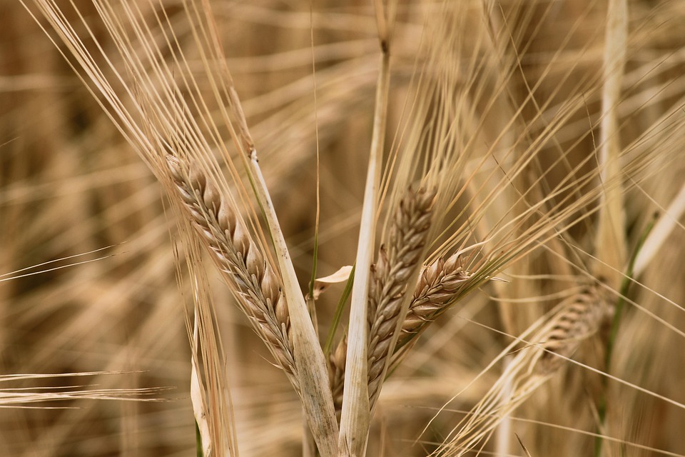 , I benefici del cereale più antico del mondo: l&#8217;orzo