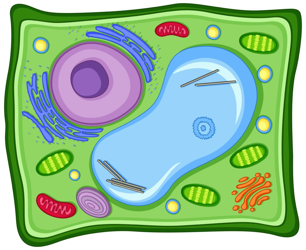 Dai lipidi alla membrana cellulare il passo è breve, Dai lipidi alla membrana cellulare il passo è breve