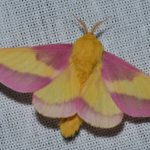 Falene, National Moth Week: alcune tra le falene più stravaganti