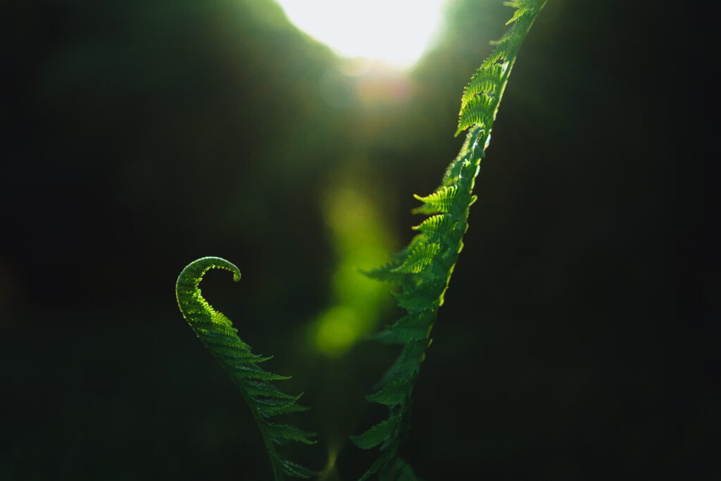 Fototropismo: come le piante interagiscono con la luce, Fototropismo: come le piante interagiscono con la luce