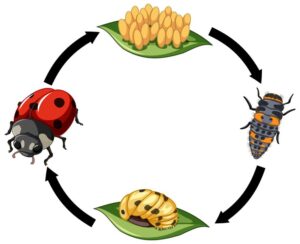 Quello che (forse) non sai sulle coccinelle, Quello che (forse) non sai sulle coccinelle